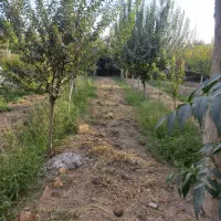 باغچه|فروش زمین و ملک کلنگی|خاوران, |دیوار