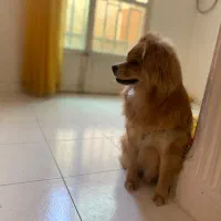 سگ پامر اشپیتز