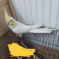 پرنده ی عروس 4 ماهه