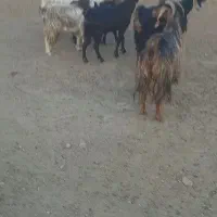 بزغاله