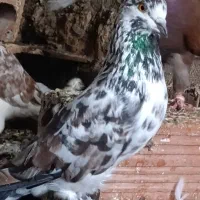 کبوتر پرشی|پرنده|سنگدوین, |دیوار