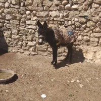 سلام خر‌جوان