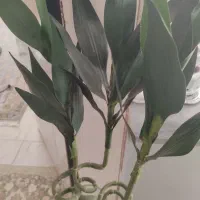 گل سانسوریا|گل و گیاه طبیعی|سنندج, |دیوار