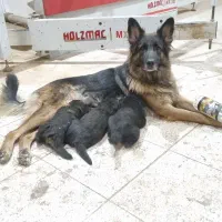 واگذاری تولسگ ژرمن