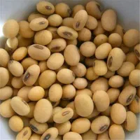 بذر لوبیا روغنی