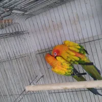 طوطی خورشیدی .کاسکو.شاه طوطی
