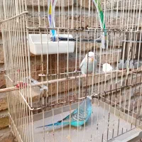 مرغ عشق