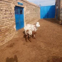 دو راس بره فروشی|حیوانات مزرعه|تربت جام, جامرود|دیوار