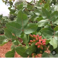 زمین-پسته-ای-سند-دار-تک-برگ
