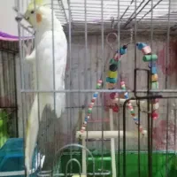 عروس هلندی نر و ماده لوتینو زرد