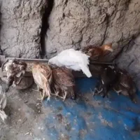 جوجه لاری تاج مهر 6 عدد قیمت جمع 5 ملیون