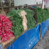 سبزی عمده، همه جور ( ارسال رایگان )