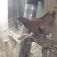 دوسلار بالا ساری قرمزی