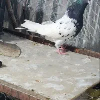 ۵ تا کفتر ۳تا نر ۲ دوتا ماده بشرط پرش