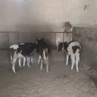 گوساله|حیوانات مزرعه|شهرکرد, |دیوار