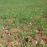 فروش زمین دونبش مهر 17وباغ بهزاد