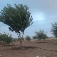 زمین کشاورزی باغ مناسب احداث گلخانه