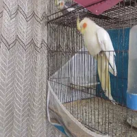 فروش یک جفت عروس  نر وماده