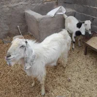 بز جوان وکره ویک نری