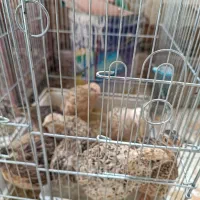 بلدرچین تخمگذار|حیوانات مزرعه|صحنه, |دیوار