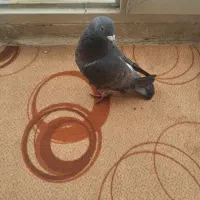 کبوتر پلاکی