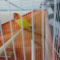 کوتوله برزیلی ماده ب ضمانت ماده بودن