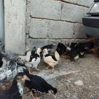 جوجه مرغ و خروس گلین