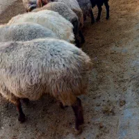 قوچ جوان|حیوانات مزرعه|زاگرس, |دیوار