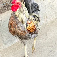 خروس