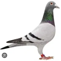 مکمل های تقویتی کبوتر های مسافتی بلند پرواز