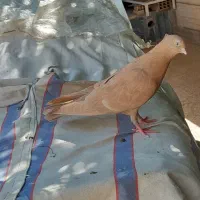 5عدد