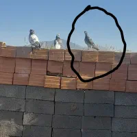 سبز دوخط وچاپی جوانه جهت معاوضه باآلمانی نر|پرنده|مینودشت, |دیوار