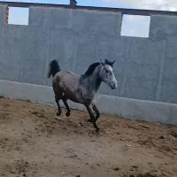 اسب|اسب و تجهیزات اسبسواری|اردبیل, |دیوار