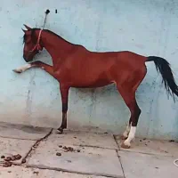 اسب مادیون کره فروشی