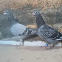 یک جفت جوجه پلاکی مسافتی درجه یک