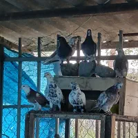 کبوتر پرشی ساعت بالا|پرنده|نوشهر, |دیوار