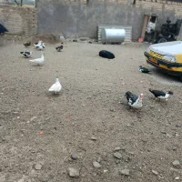 فروش اردک اسراییلی