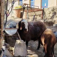 فروش یک عدد قوچ|حیوانات مزرعه|شاهیوند, |دیوار