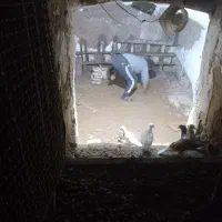 تعداد 20 کفتر جفتگاه هم قادور