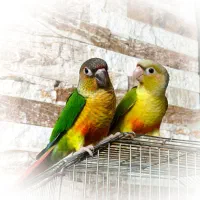 دوعددگرینچیک زیباوشیطون ماده همراه باتست جنسیت