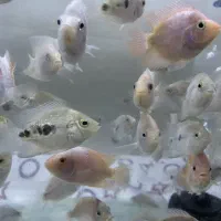 انواع فلاور