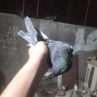 کفتر گرفتنی