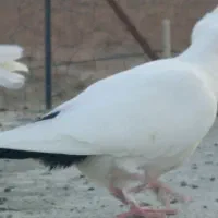 دمبی کرمونی|پرنده|کرمان, |دیوار