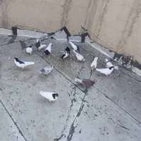 کفتر شصتی