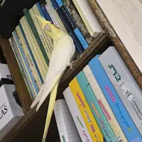 عروس پاریس هلندی ماده|پرنده|باوی, |دیوار