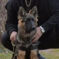 ژرمن شپرد|سگ|کرمانشاه, |دیوار