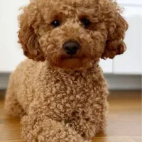 پیش فروش توی پودل های زیبا