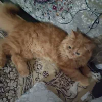 گربه میکس فوق العاده باهوش