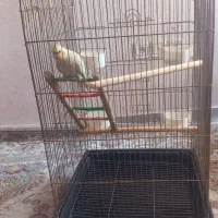 عروس هلندی با قفس