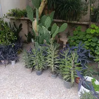گل طبیعی انواع گل|گل و گیاه طبیعی|کرمانشاه, |دیوار